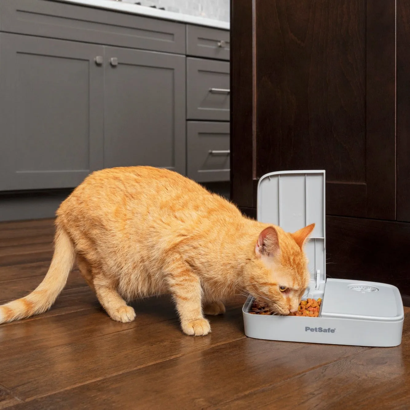 Automatic 2 Meal Pet Feeder