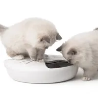 Catit Pixi Smart 6-Meal Feeder