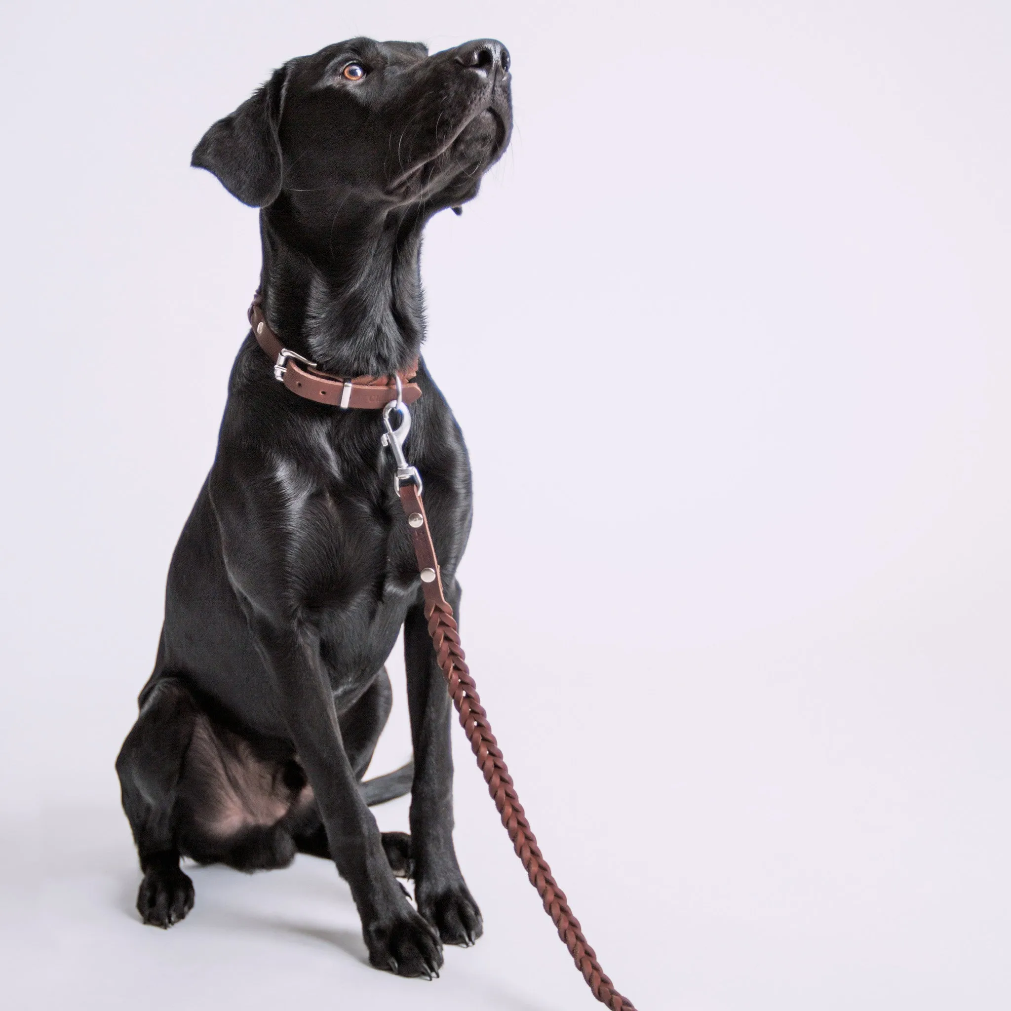 Cloud7: Central Park Saddle Brown Leather Dog Collar