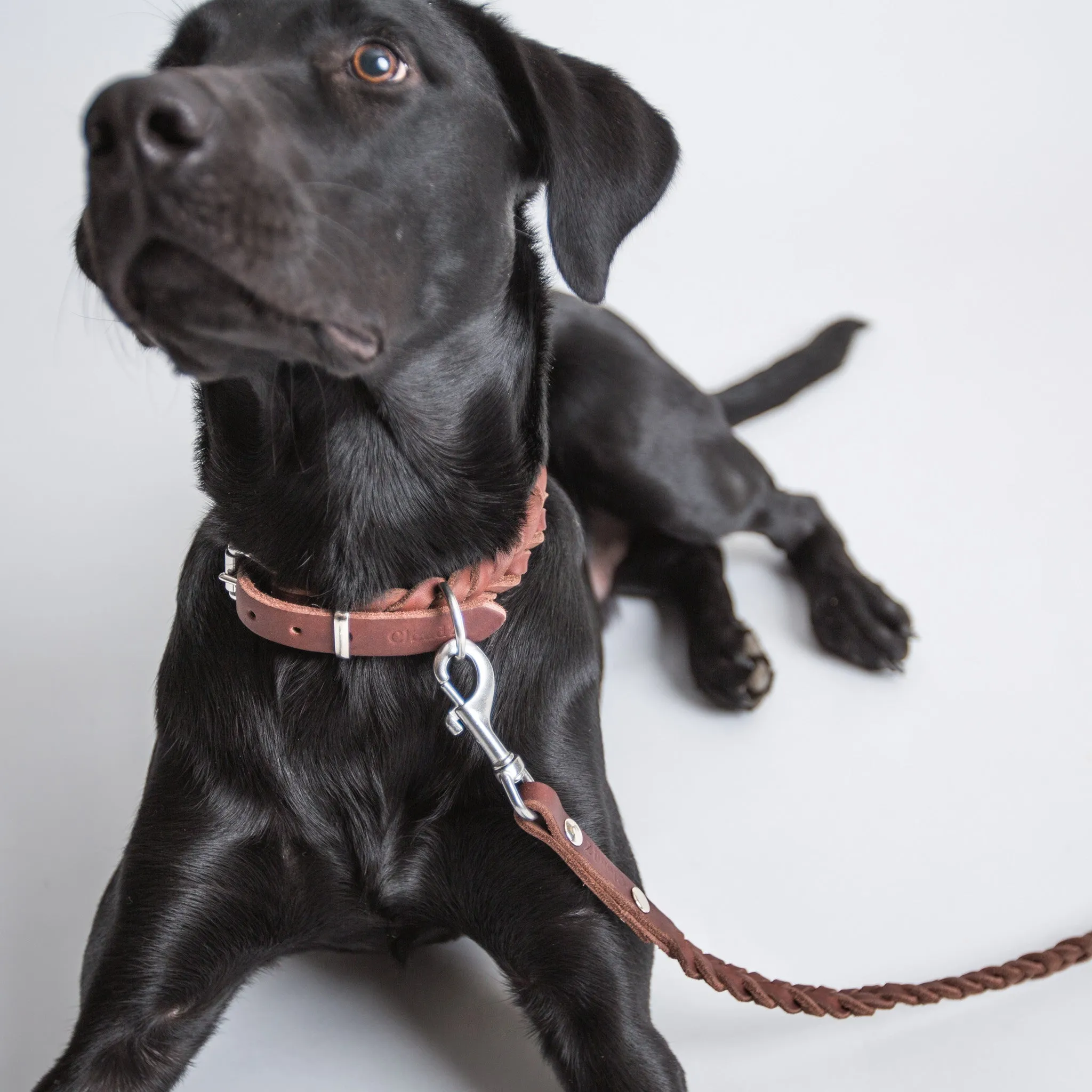 Cloud7: Central Park Saddle Brown Leather Dog Collar