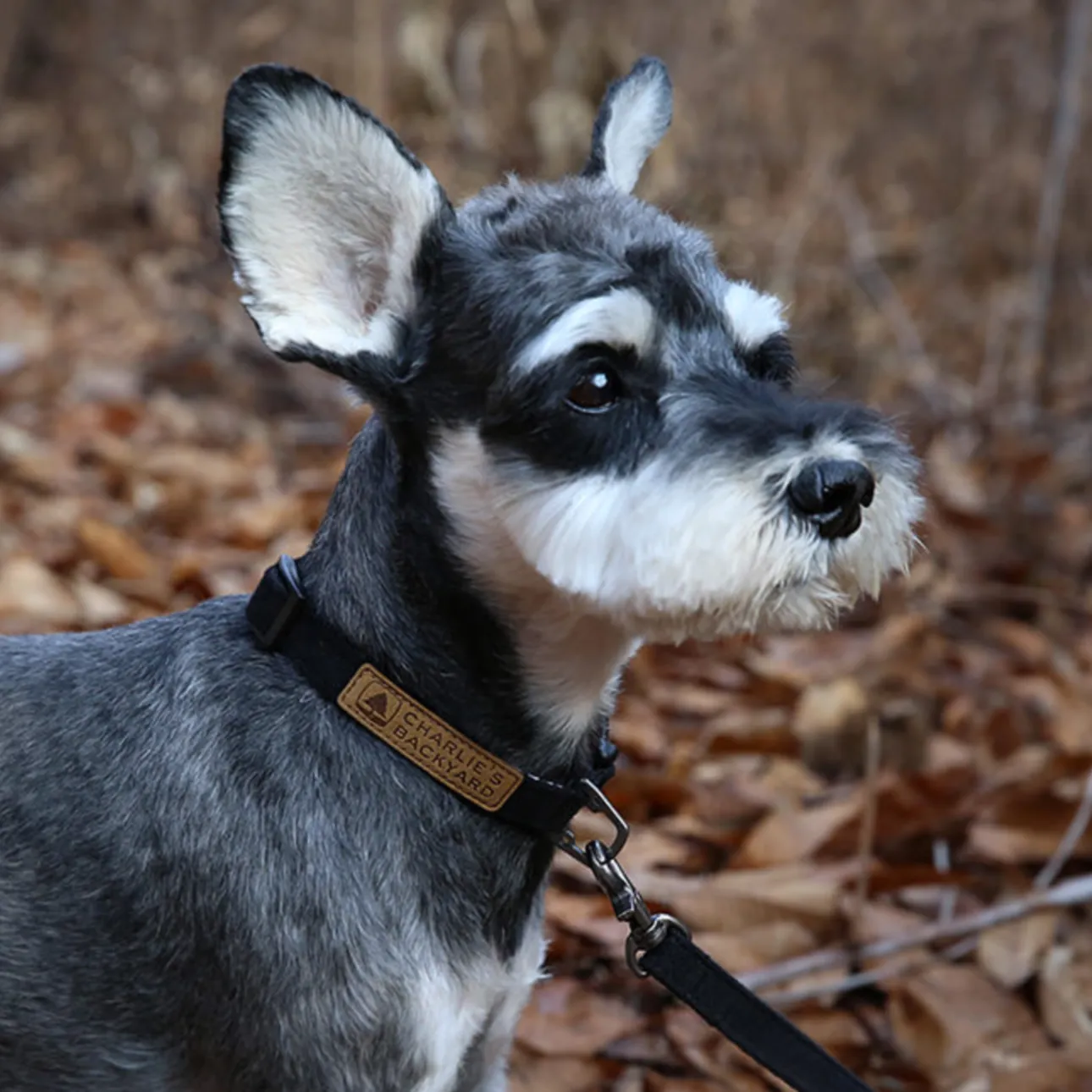 Easy Dog Collar in Black