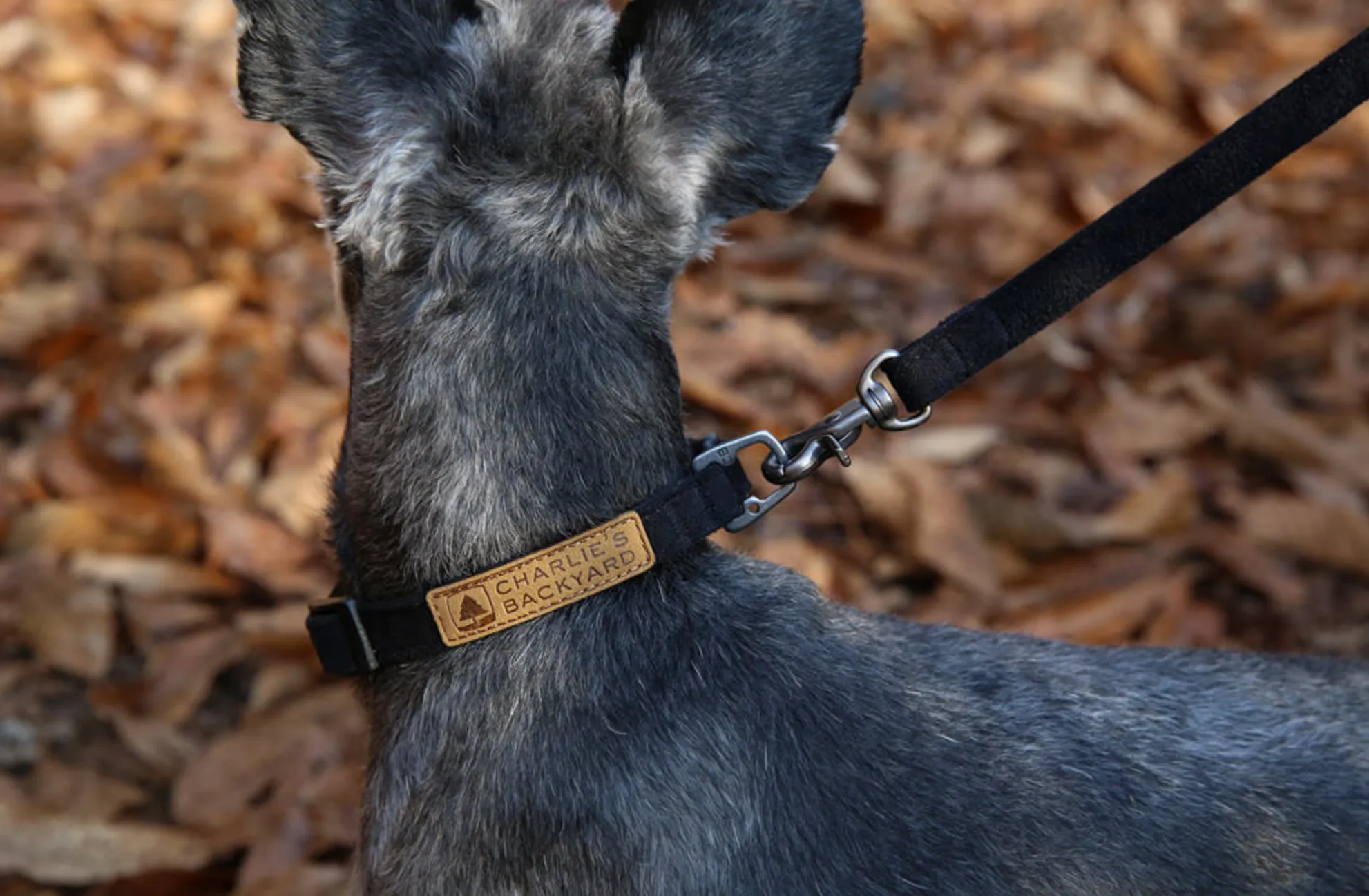 Easy Dog Collar in Black