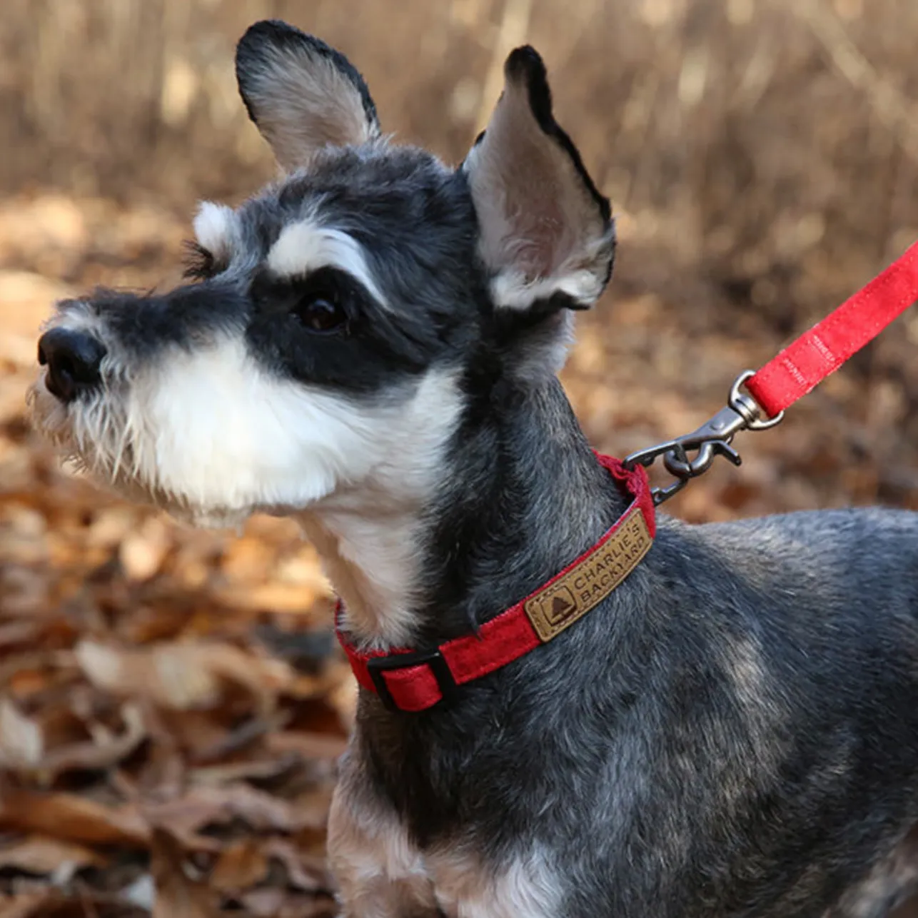 Easy Dog Collar in Red