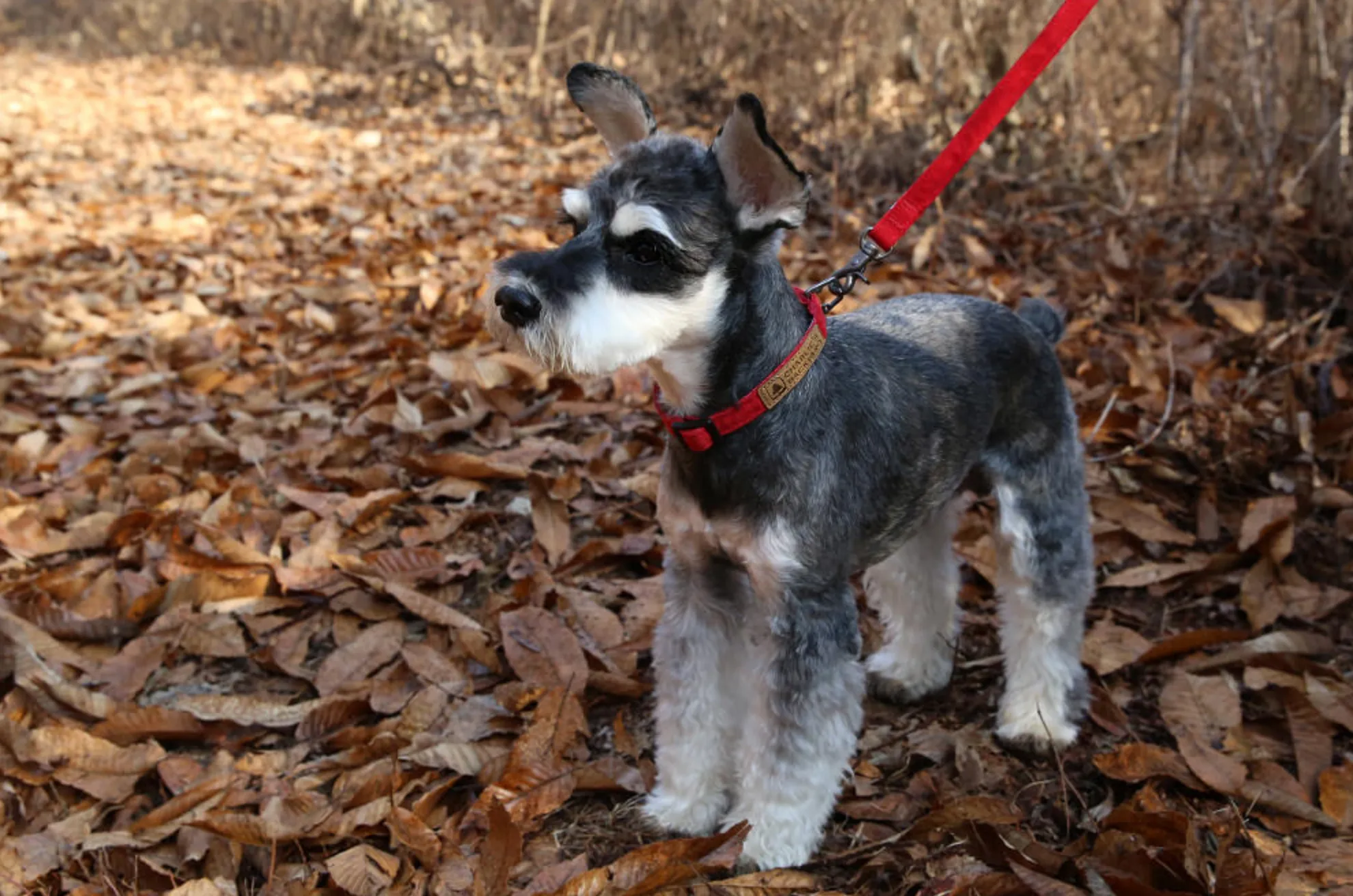 Easy Dog Collar in Red