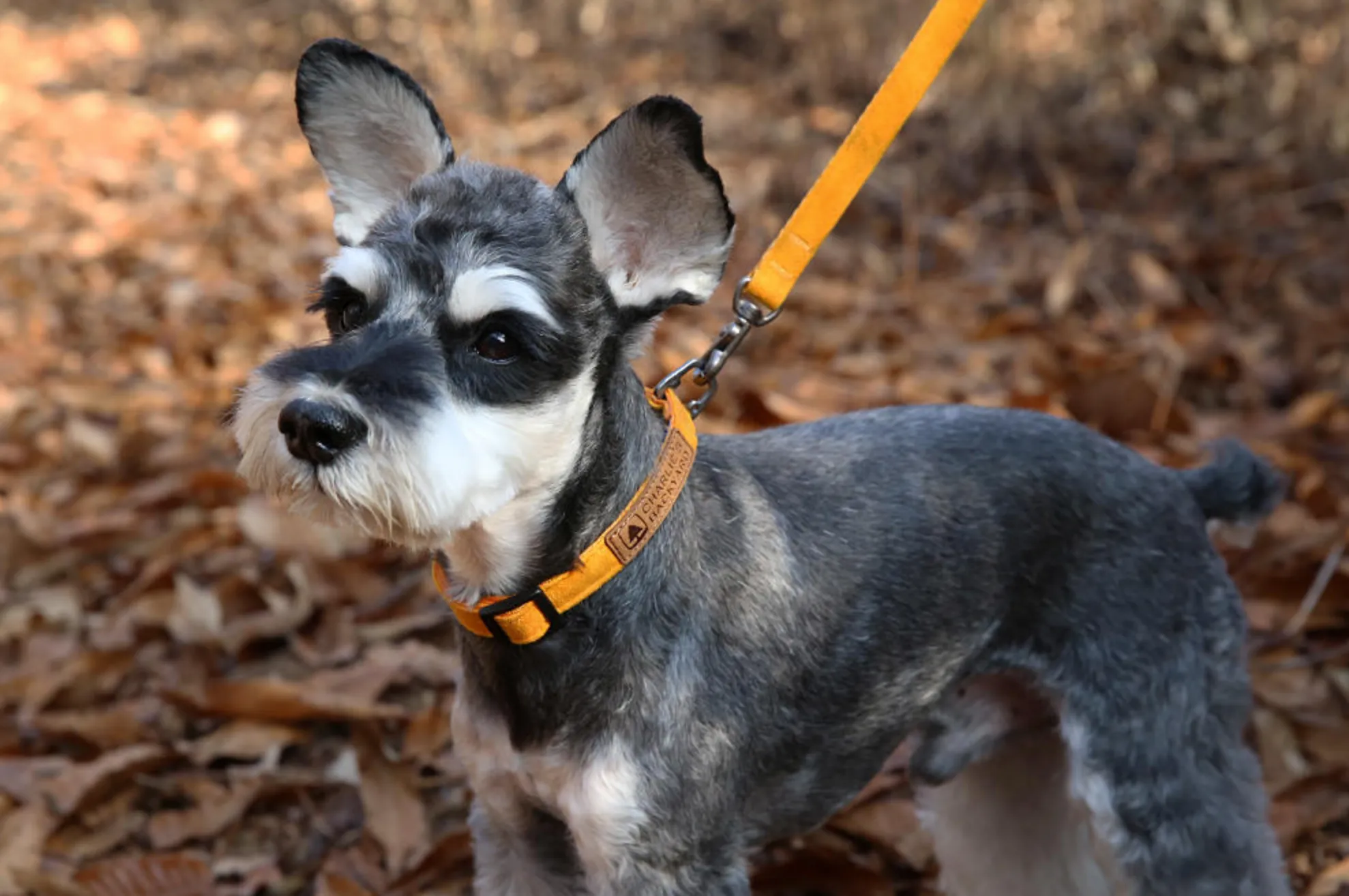 Easy Dog Collar in Yellow