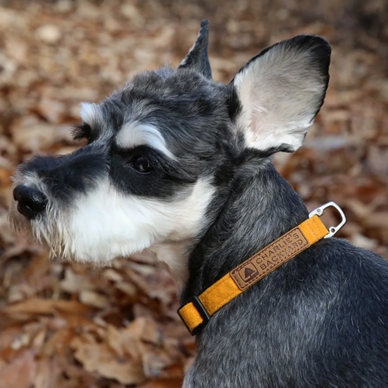 Easy Dog Collar in Yellow