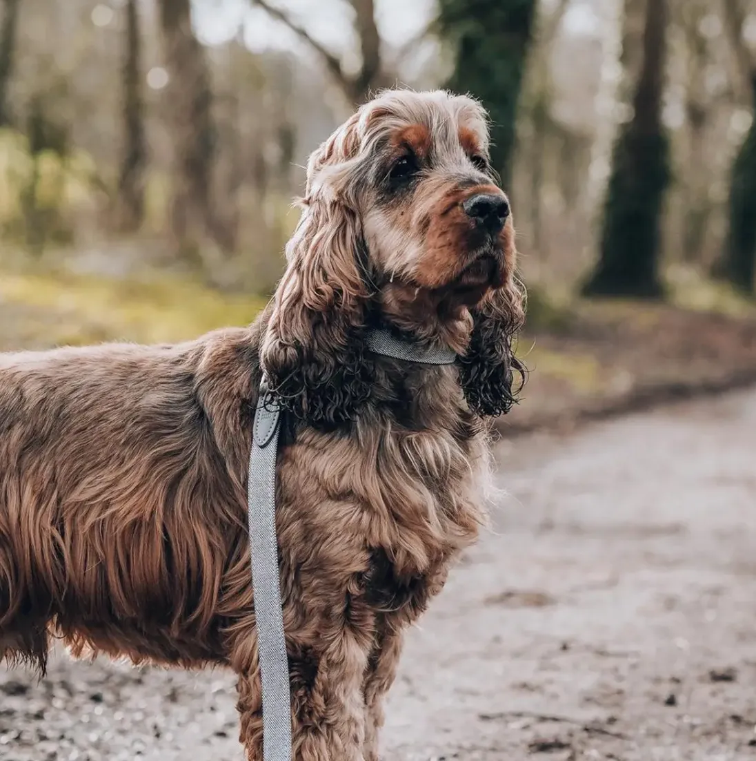 Eco Leather Dog Collar