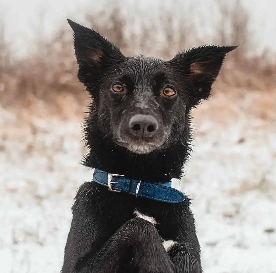 Eco Leather Dog Collar