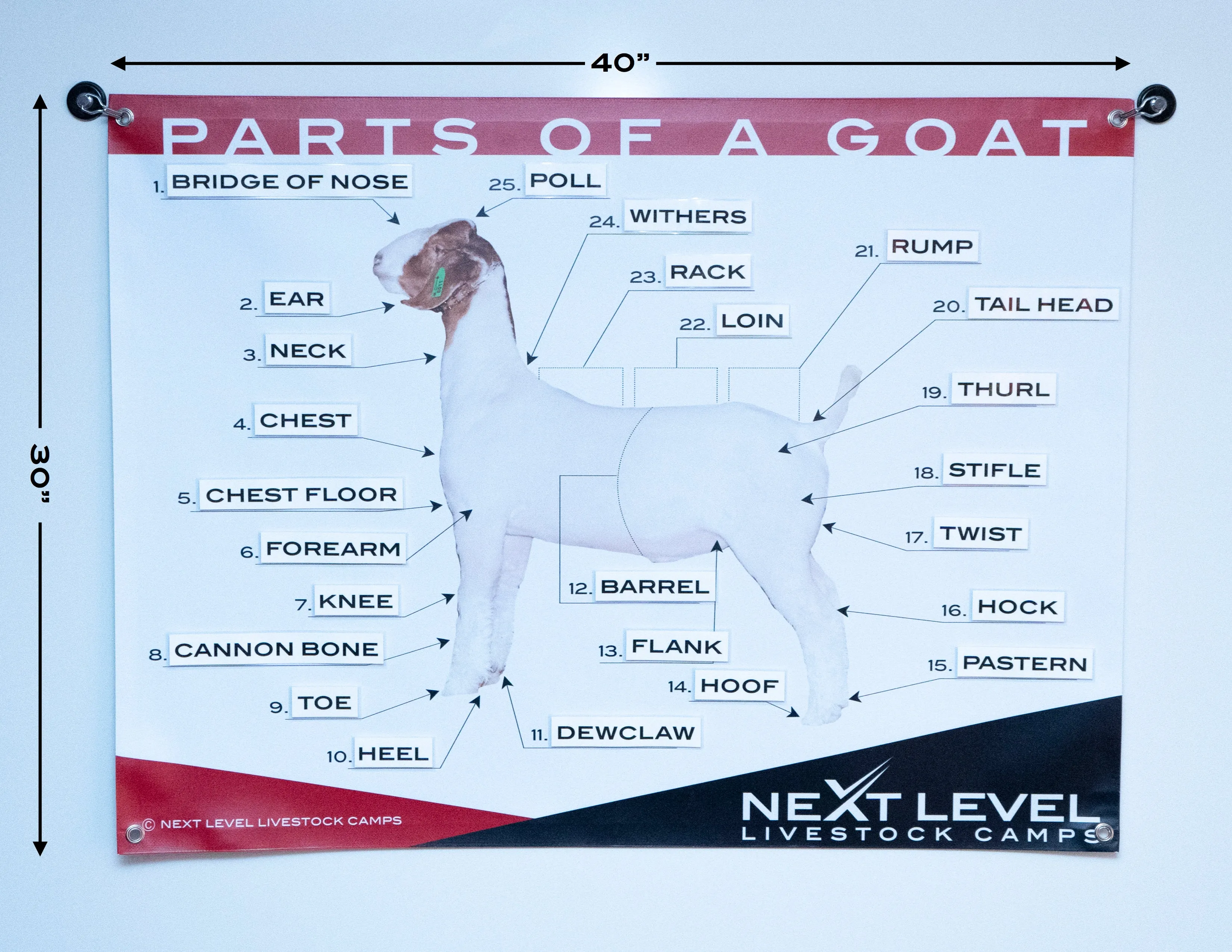 Interactive Cattle / Steer Anatomy Teaching Chart - 40” x 30”