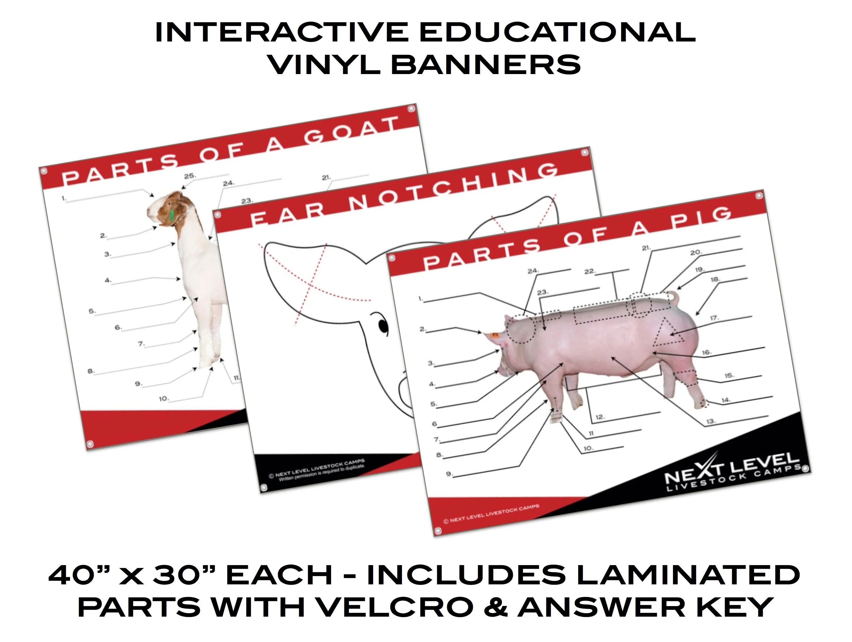 Interactive Cattle / Steer Anatomy Teaching Chart - 40” x 30”