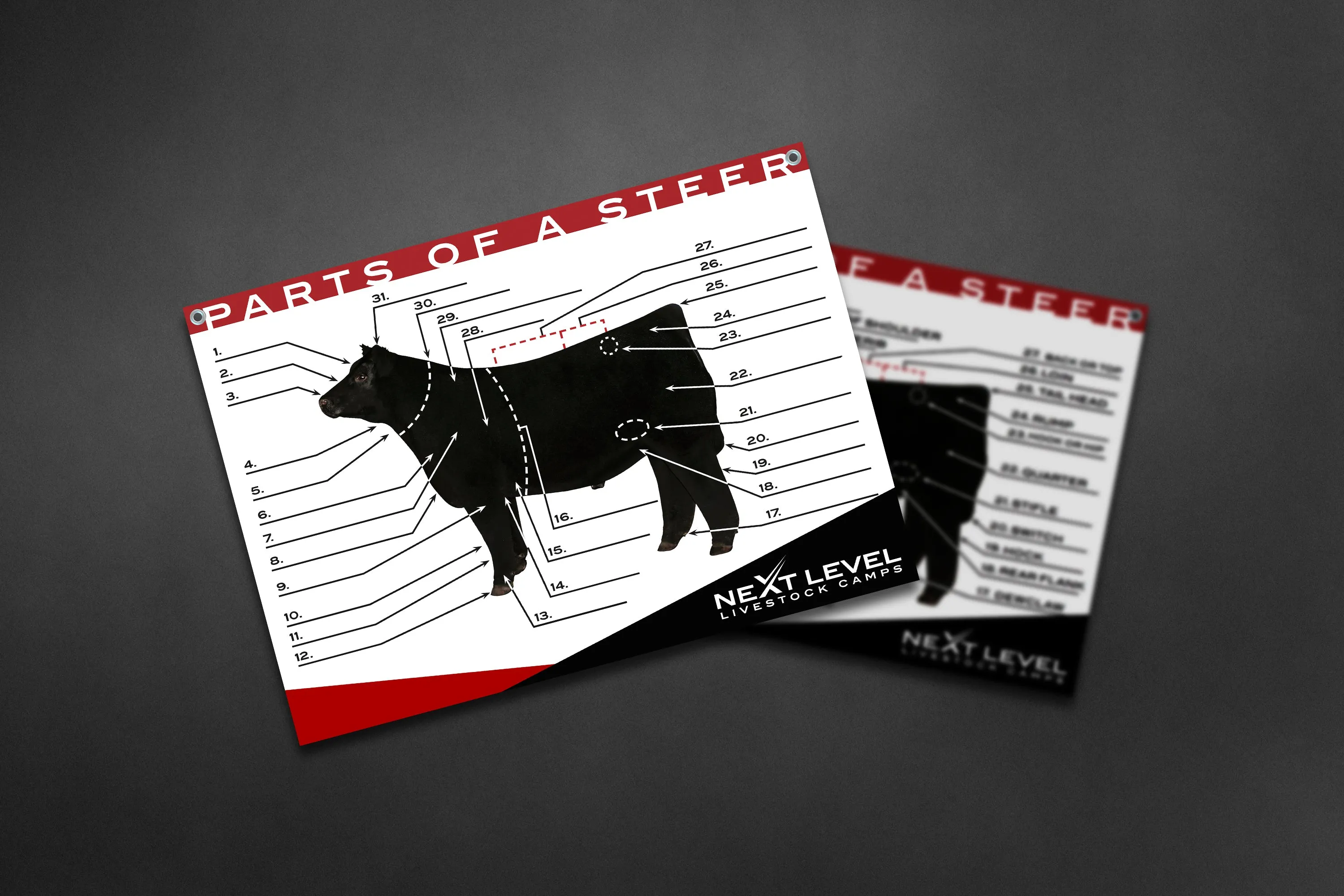 Interactive Cattle / Steer Anatomy Teaching Chart - 40” x 30”