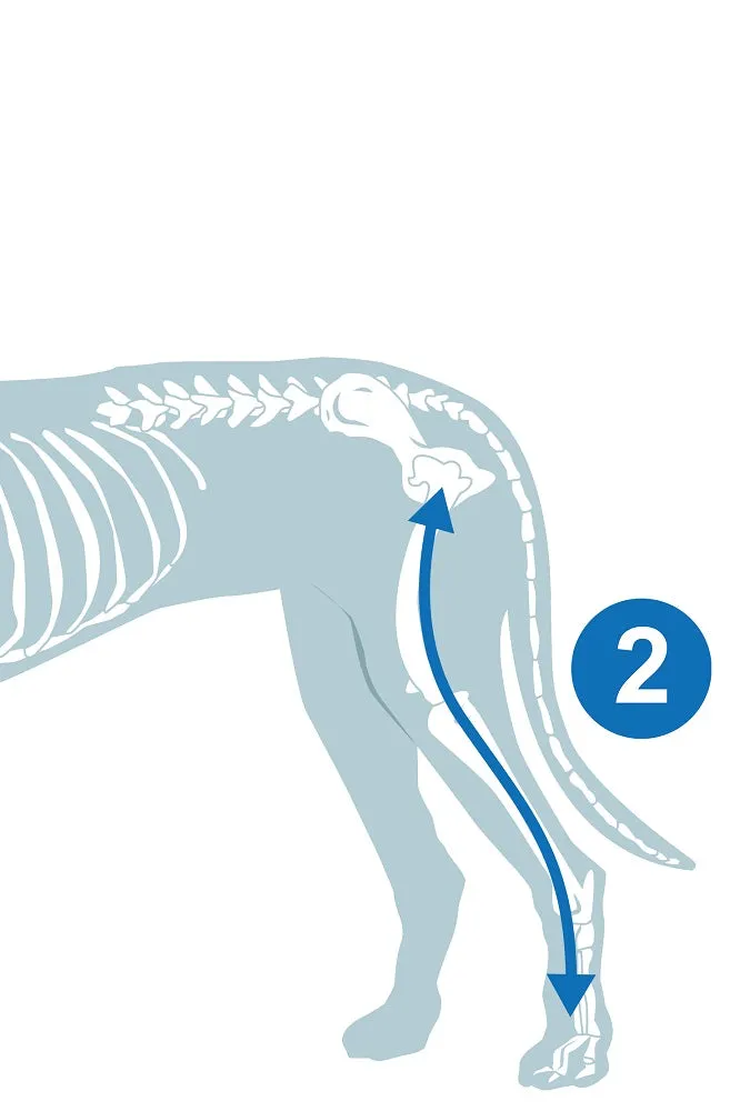 Medical Protection Cover - Hind Limb