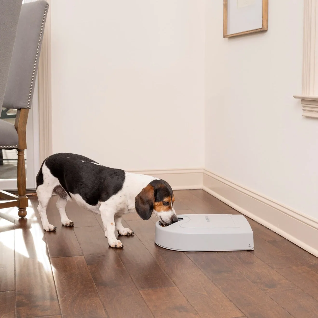 PetSafe® 5-Meal Pet Feeder