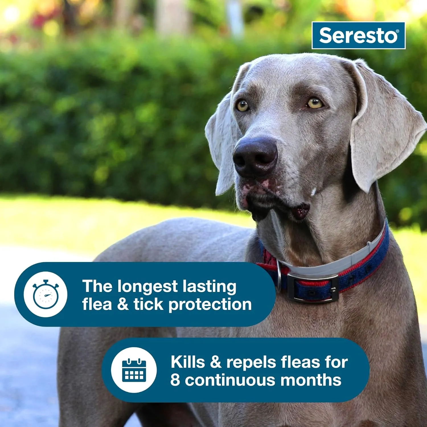 Seresto Flea and Tick Dog Collars