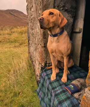 Smathers & Branson Game Birds Collar