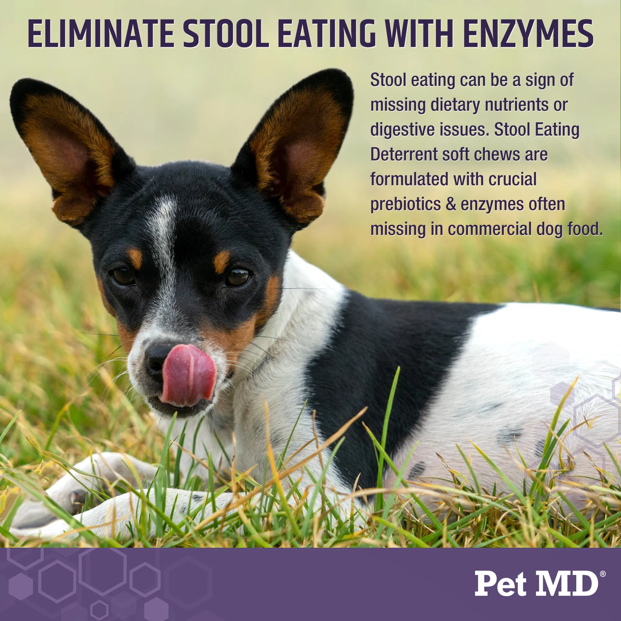 Stool Eating Deterrent for Dogs - 60 ct