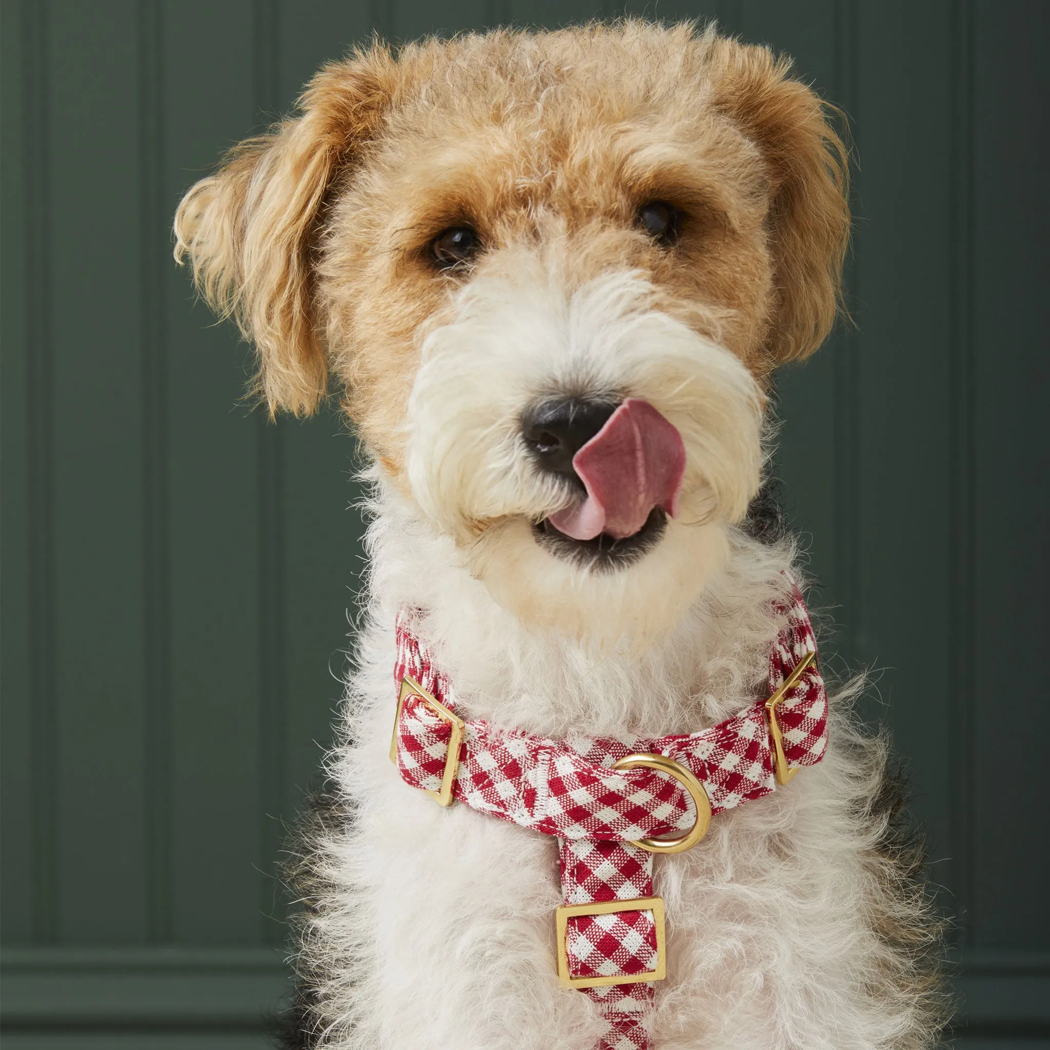 The Foggy Dog Harness - Red Gingham