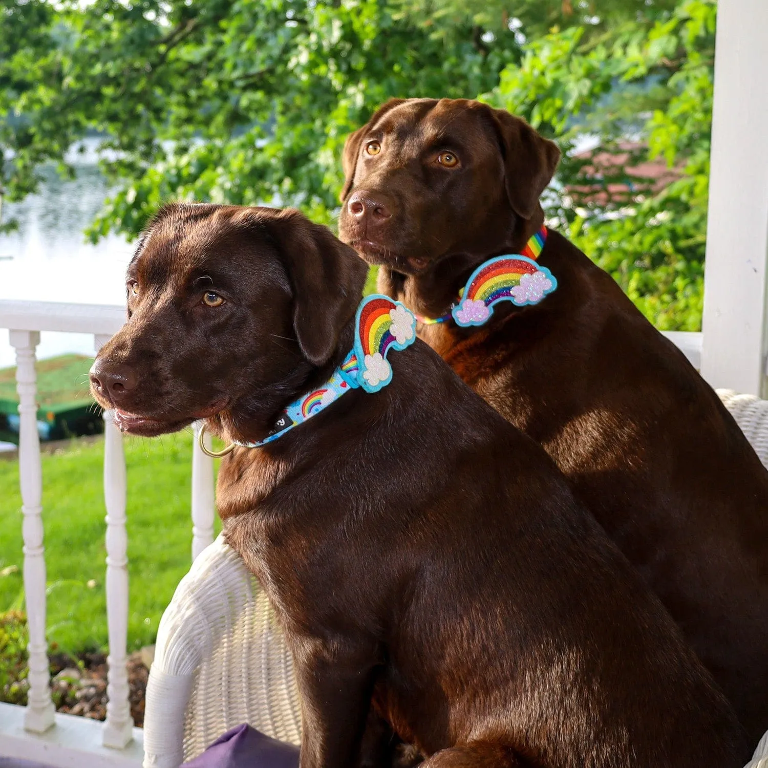 The Perfect Rainbow Dog Collar